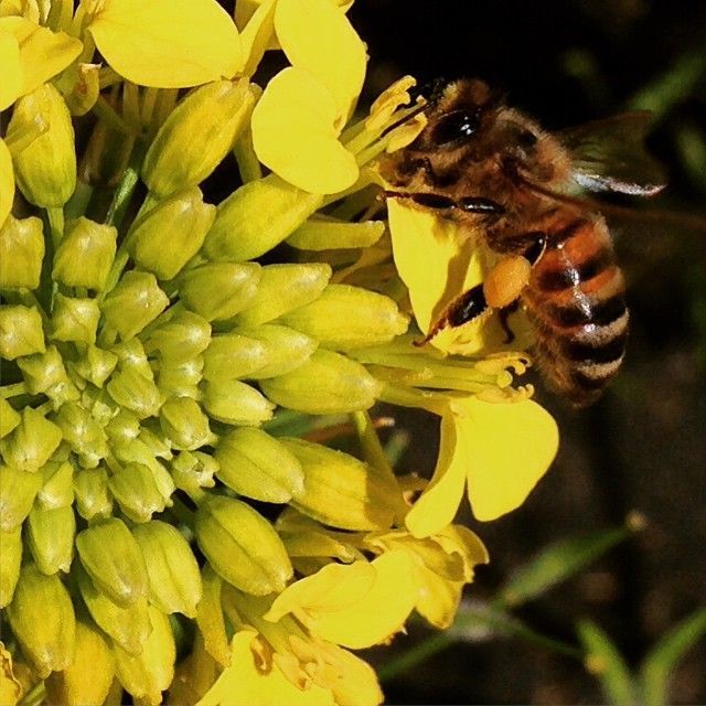 Instagram Photo Contest: "Spring in Napa Valley"